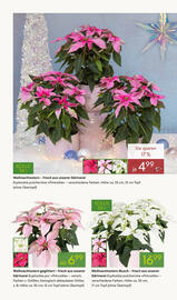 Pflanzen Kölle Prospekt woche 45 Seite 2