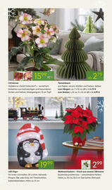 Pflanzen Kölle Prospekt woche 45 Seite 5