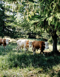 Radatz Flugblatt Seite 12