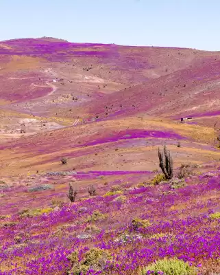 Catálogo Haka Honu (válido hasta 4-11)