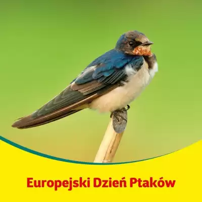 Kakadu gazetka (ważność do 11-11)