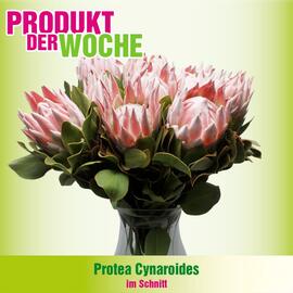 Blumen B&B Flugblatt woche 45 Seite 1