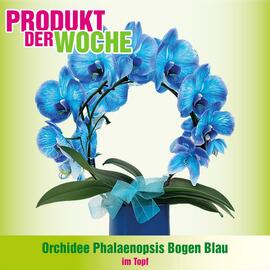 Blumen B&B Flugblatt woche 45 Seite 3