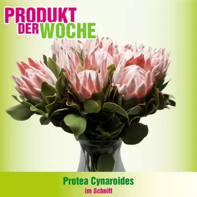 Blumen B&B Flugblatt (gültig bis 10-11)