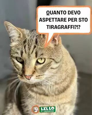 Volantino Lillo e i Vagabondi (valido fino al 25-11)