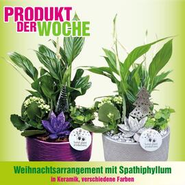 Blumen B&B Flugblatt woche 46 Seite 10