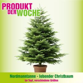 Blumen B&B Flugblatt woche 46 Seite 2