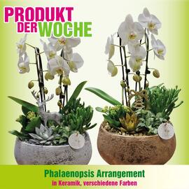 Blumen B&B Flugblatt woche 46 Seite 3