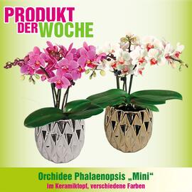 Blumen B&B Flugblatt woche 46 Seite 5