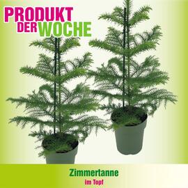 Blumen B&B Flugblatt woche 46 Seite 6