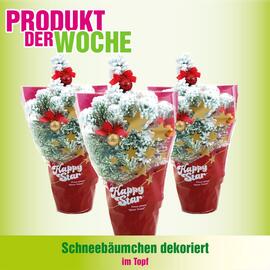 Blumen B&B Flugblatt woche 46 Seite 7