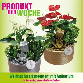 Blumen B&B Flugblatt woche 46 Seite 8