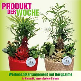 Blumen B&B Flugblatt woche 46 Seite 9