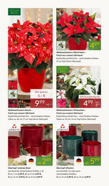Pflanzen Kölle Prospekt woche 47 Seite 2