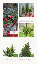Pflanzen Kölle Prospekt woche 47 Seite 8