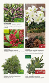 Pflanzen Kölle Prospekt woche 47 Seite 9