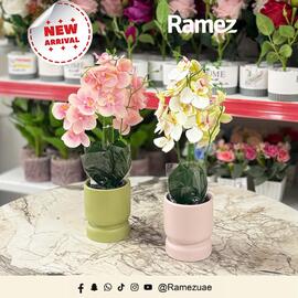 Ramez catalogue week 47 Page 3