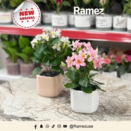 Ramez catalogue week 47 Page 4