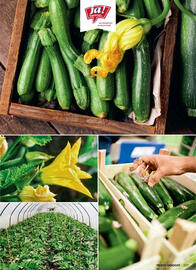 Billa Flugblatt Seite 119