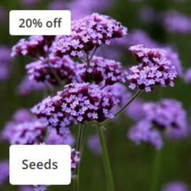 Crocus leaflet Page 2