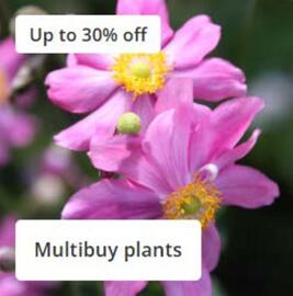 Crocus leaflet Page 3