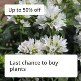 Crocus leaflet Page 4