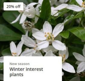 Crocus leaflet Page 1