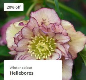 Crocus leaflet Page 2