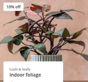 Crocus leaflet Page 3