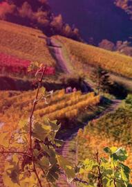 Catalogue Nicolas page 19