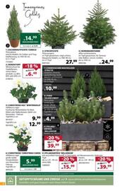 Dehner Flugblatt woche 47 Seite 8