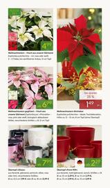 Pflanzen Kölle Prospekt woche 48 Seite 3