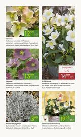 Pflanzen Kölle Prospekt woche 48 Seite 9