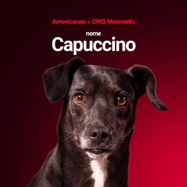 Encarte Lojas Americanas Página 4