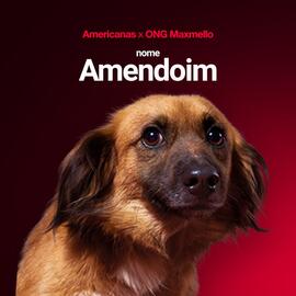 Encarte Lojas Americanas Página 6