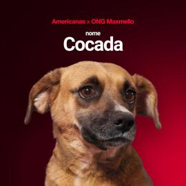 Encarte Lojas Americanas Página 7