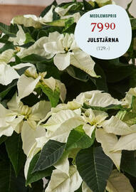 Blomsterlandet reklamblad vecka 48 Sida 6