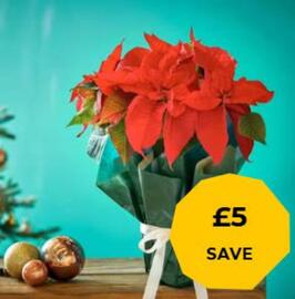 Flying Flowers leaflet Page 2