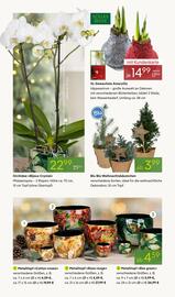 Pflanzen Kölle Prospekt woche 49 Seite 6