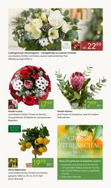 Pflanzen Kölle Prospekt woche 49 Seite 7