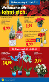 Lidl Flugblatt woche 49 Seite 32