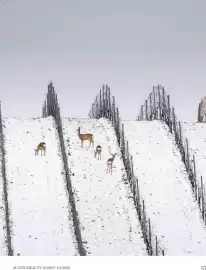 Dm Flugblatt Seite 15