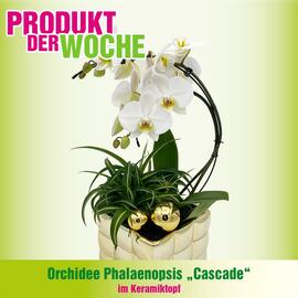 Blumen B&B Flugblatt woche 49 Seite 2