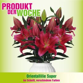 Blumen B&B Flugblatt woche 49 Seite 3