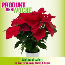 Blumen B&B Flugblatt woche 49 Seite 4