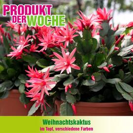 Blumen B&B Flugblatt woche 49 Seite 5