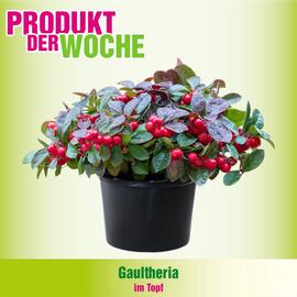 Blumen B&B Flugblatt woche 49 Seite 6