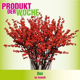 Blumen B&B Flugblatt woche 49 Seite 7