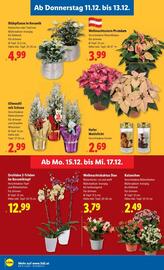 Lidl Flugblatt woche 50 Seite 31
