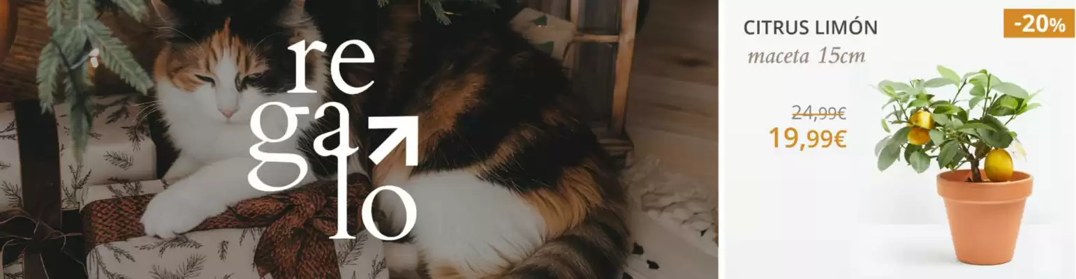 Catálogo Verdecora (válido hasta el 20-12)